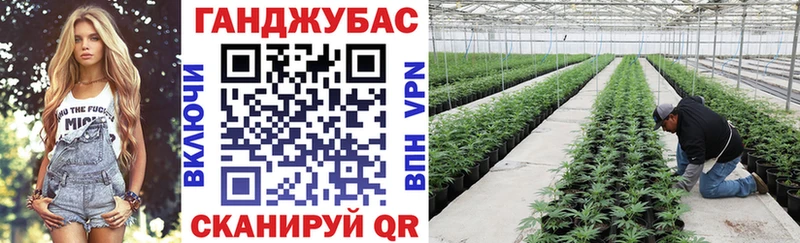Бошки марихуана Amnesia  где можно купить наркотик  Курчалой 